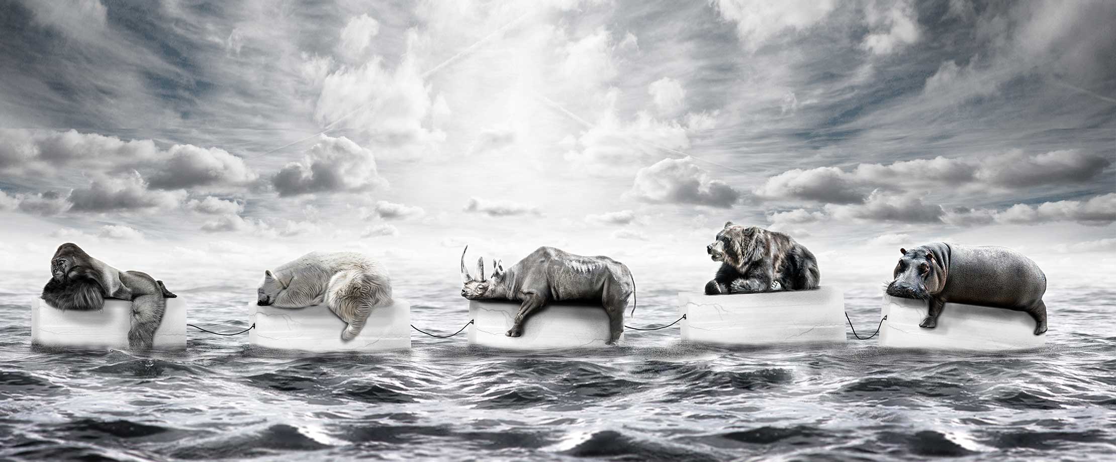 Auf fünf schwimmenden Plattformen im Meer liegen von links nach rechts ein Gorilla, ein Eisbär, ein Nashorn, ein Braunbär und ein Nilpferd.